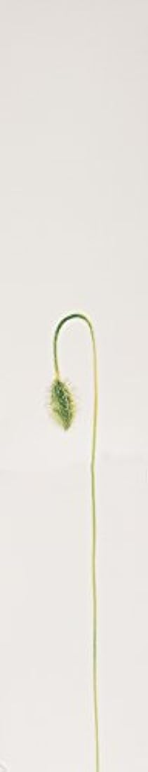 Kenzo - Perfume para las mujeres.