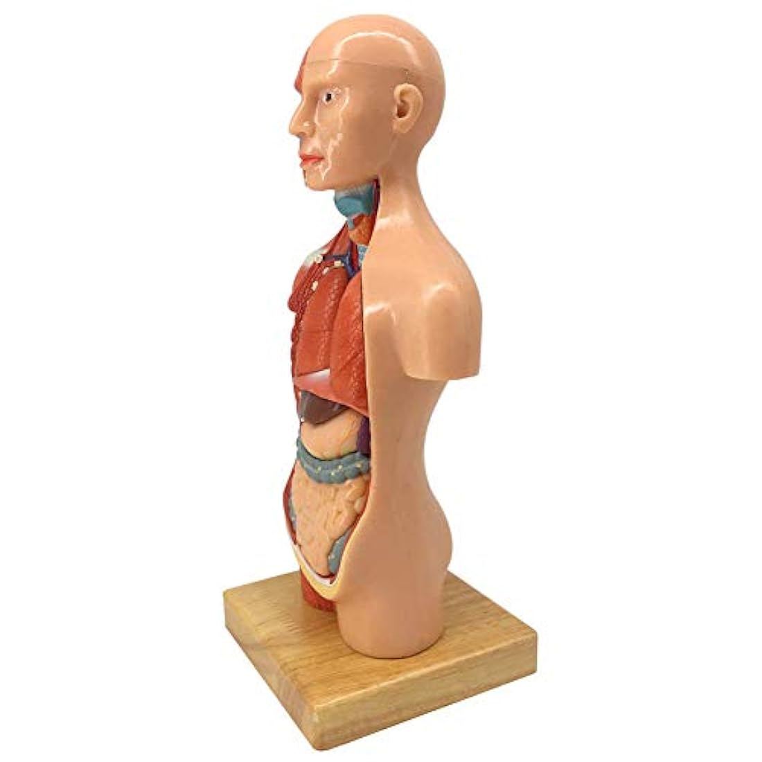 Modelo de cuerpo humano para niños, 15 piezas 11 pulgadas a