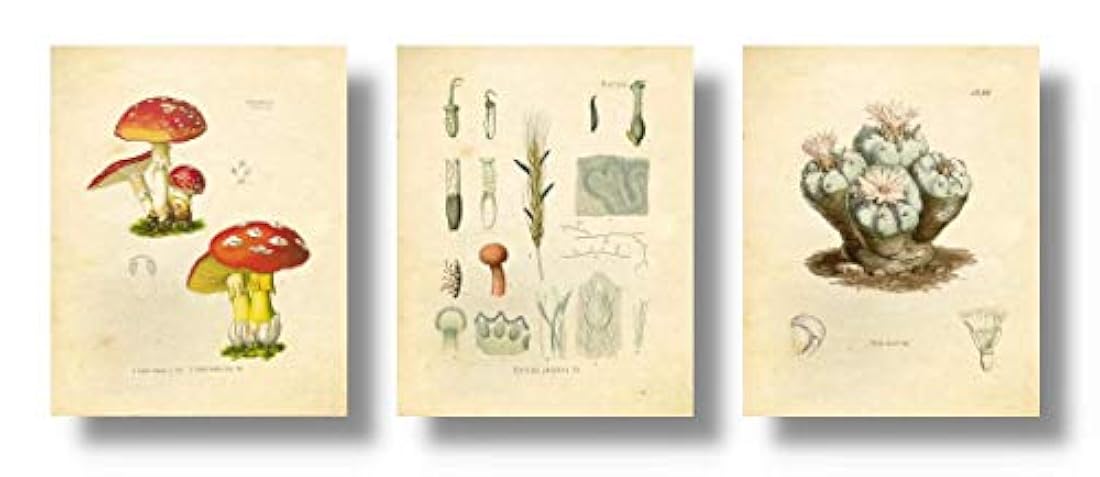 Tinta Inc. Psicodélicos Plantas psicoactivas