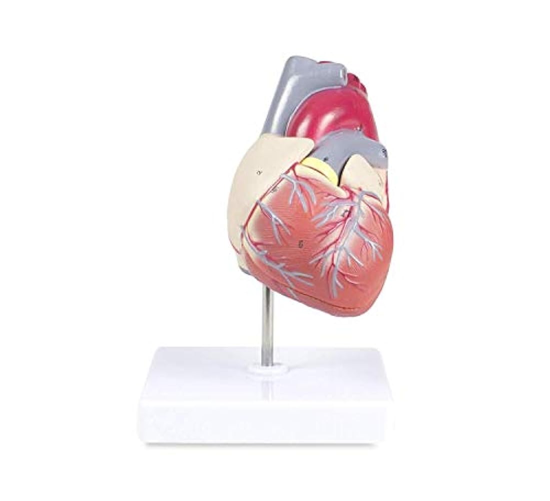 Modelo del corazón humano conectado magneticamente