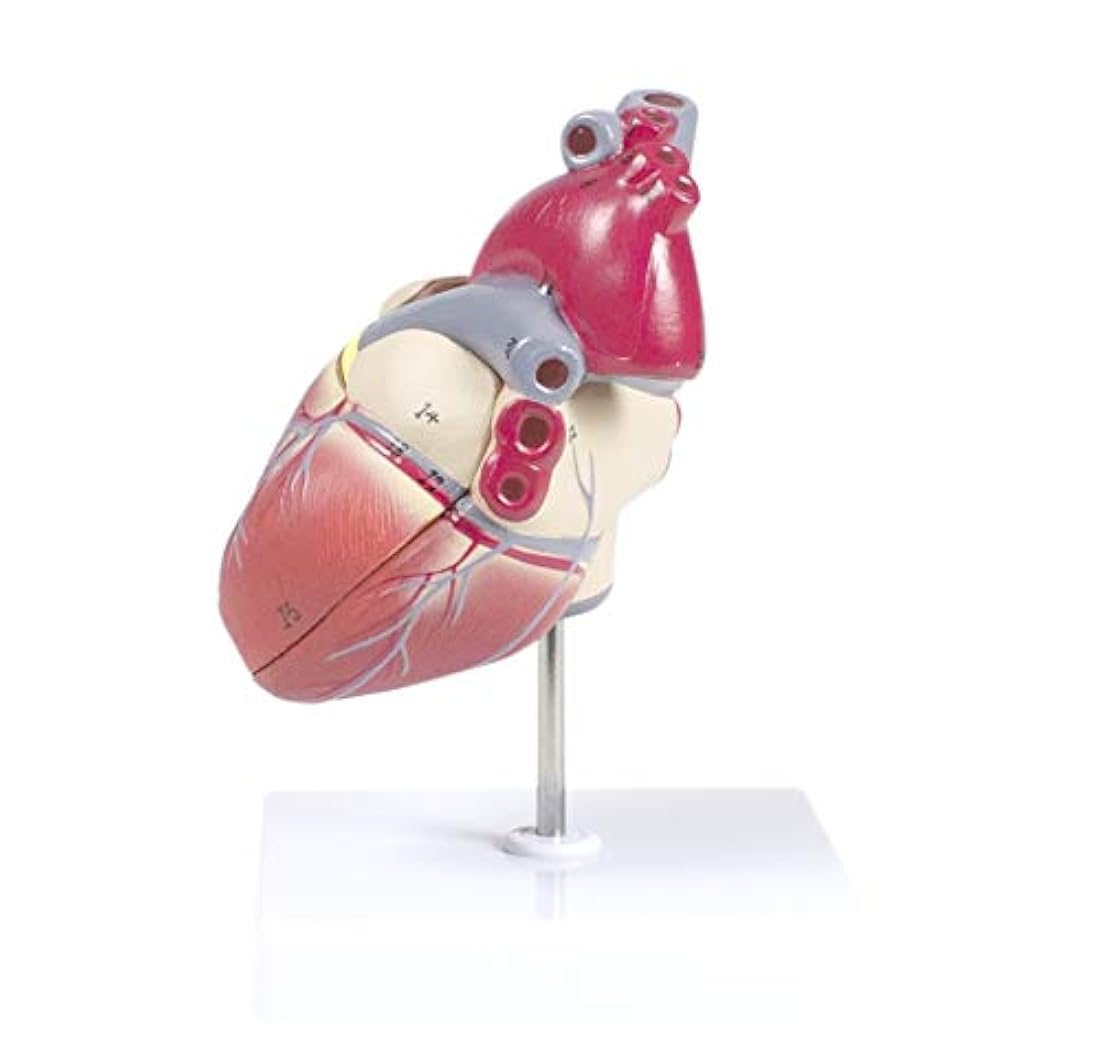 Modelo del corazón humano conectado magneticamente