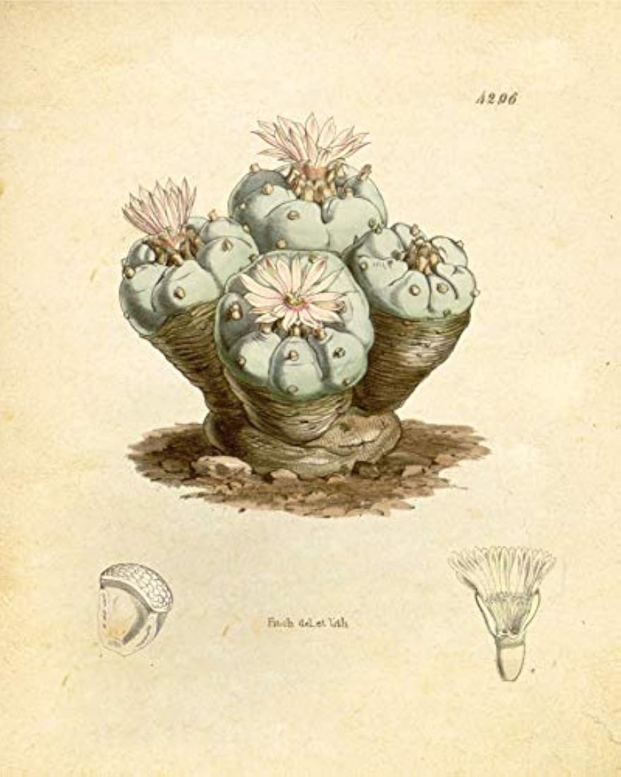 Tinta Inc. Psicodélicos Plantas psicoactivas