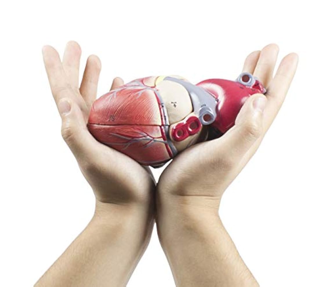 Modelo del corazón humano conectado magneticamente