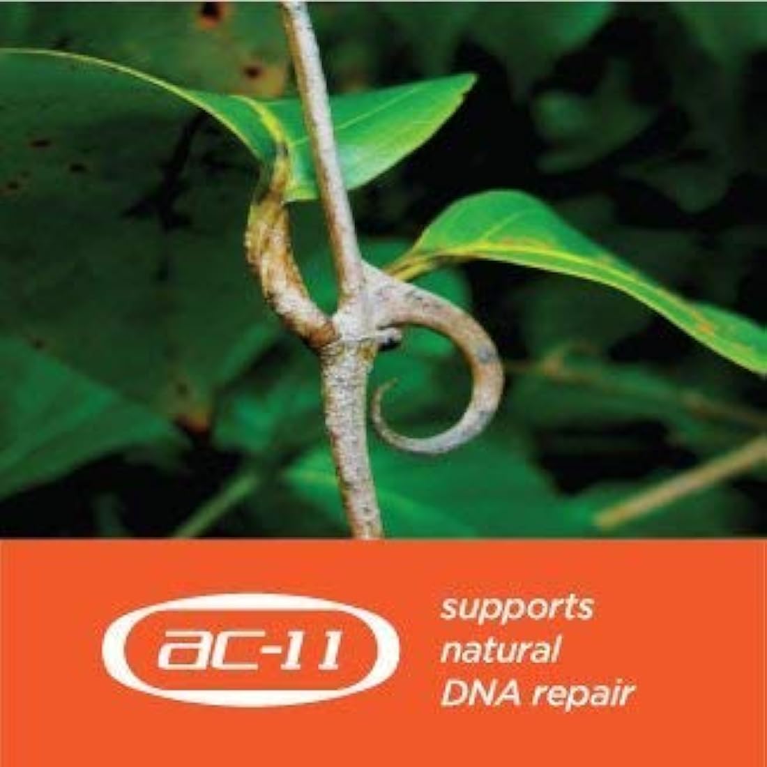 Extracto de reparación de ADN de la garra de gato