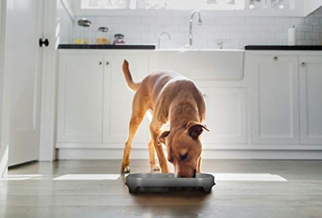 Neater Pet Brands - Alimentador lento levantado más limpio