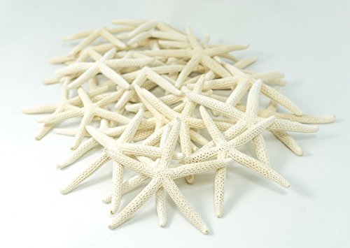 Decoracion de estrllas marinas 3' a 4
