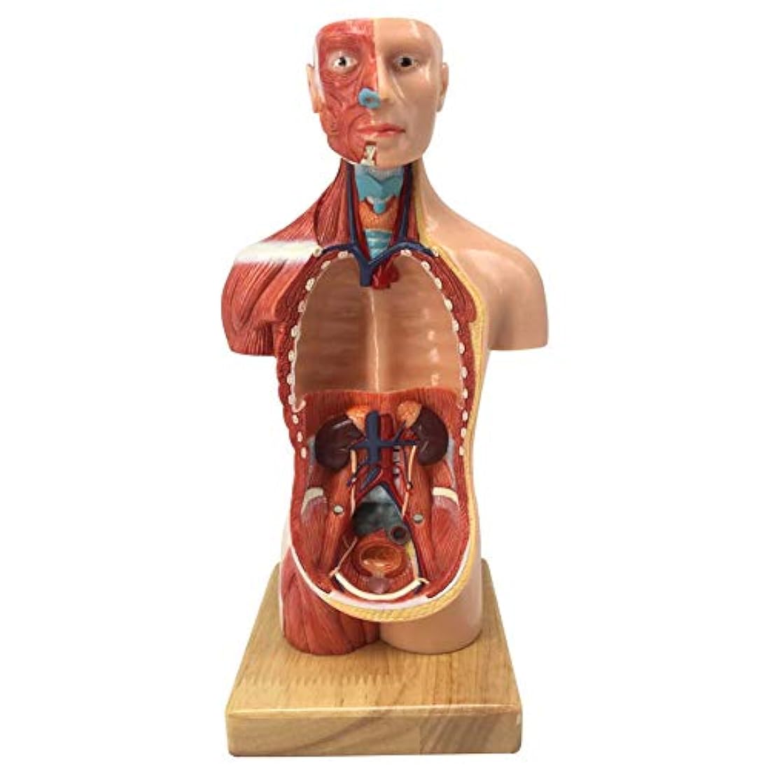 Modelo de cuerpo humano para niños, 15 piezas 11 pulgadas a