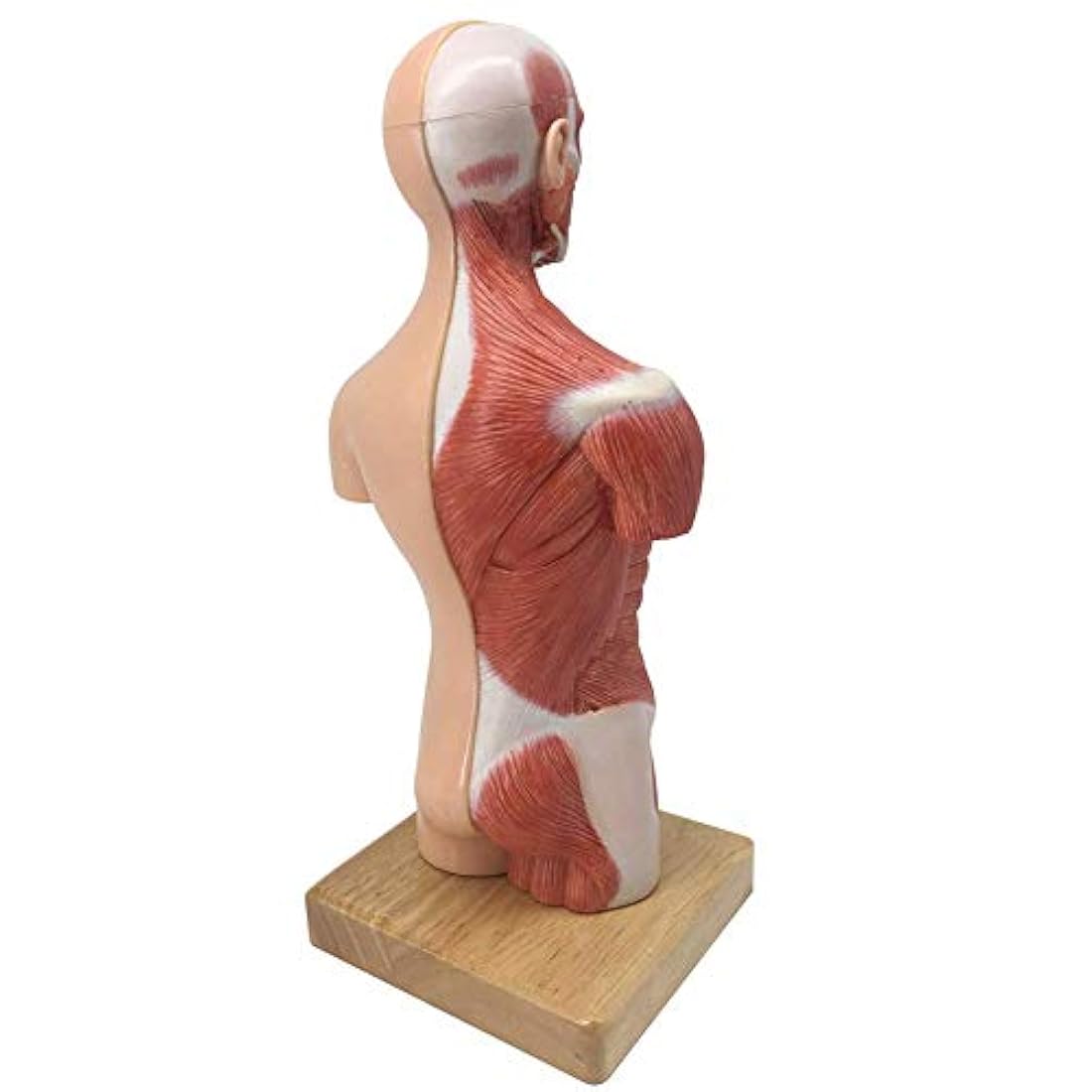 Modelo de cuerpo humano para niños, 15 piezas 11 pulgadas a