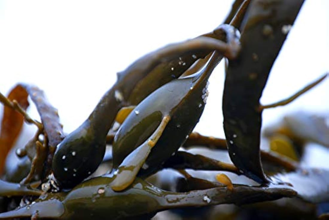 polvo orgánico Starwest Botanicals