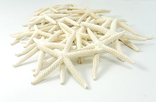 Decoracion de estrllas marinas 3' a 4
