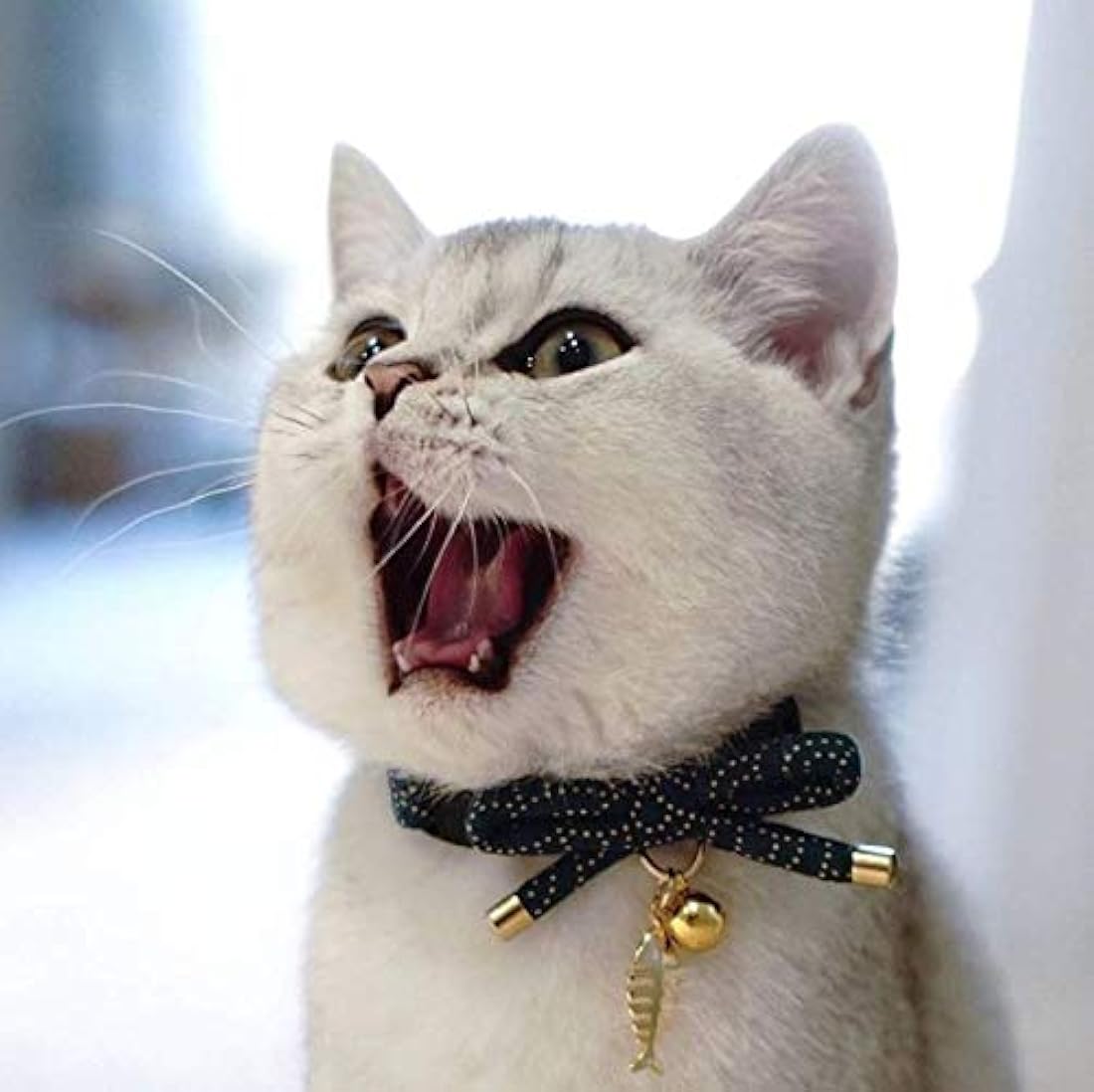 Collar para gato con campana