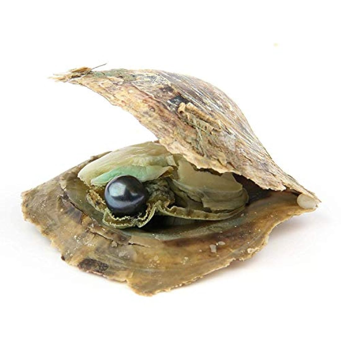 Dijes y Medallas Oyster con perlas redondas