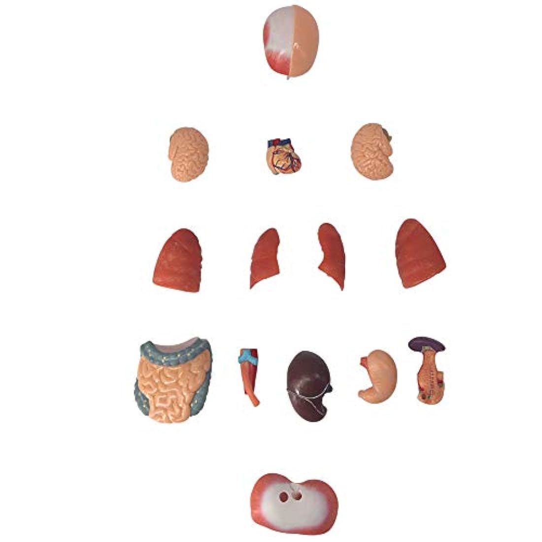 Modelo de cuerpo humano para niños, 15 piezas 11 pulgadas a