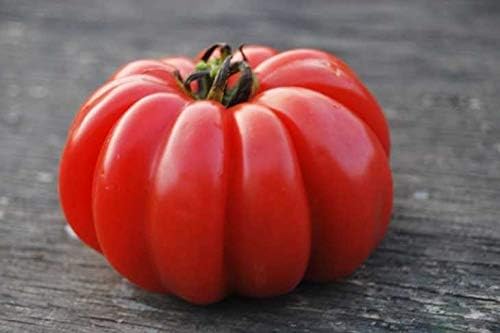 Semillas de Tomate Grande 100 lbs Non-GMO - 25 Semillas