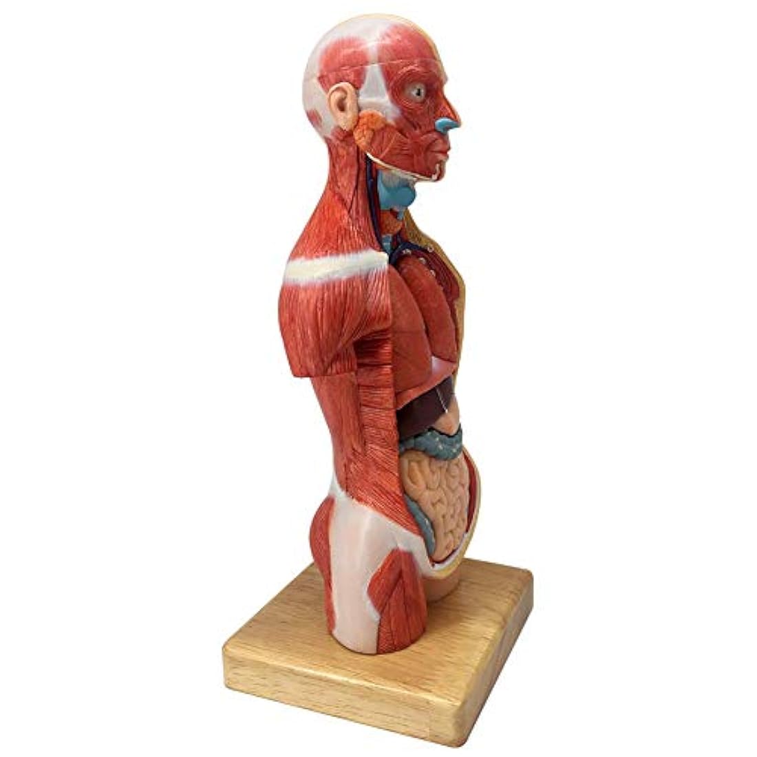 Modelo de cuerpo humano para niños, 15 piezas 11 pulgadas a