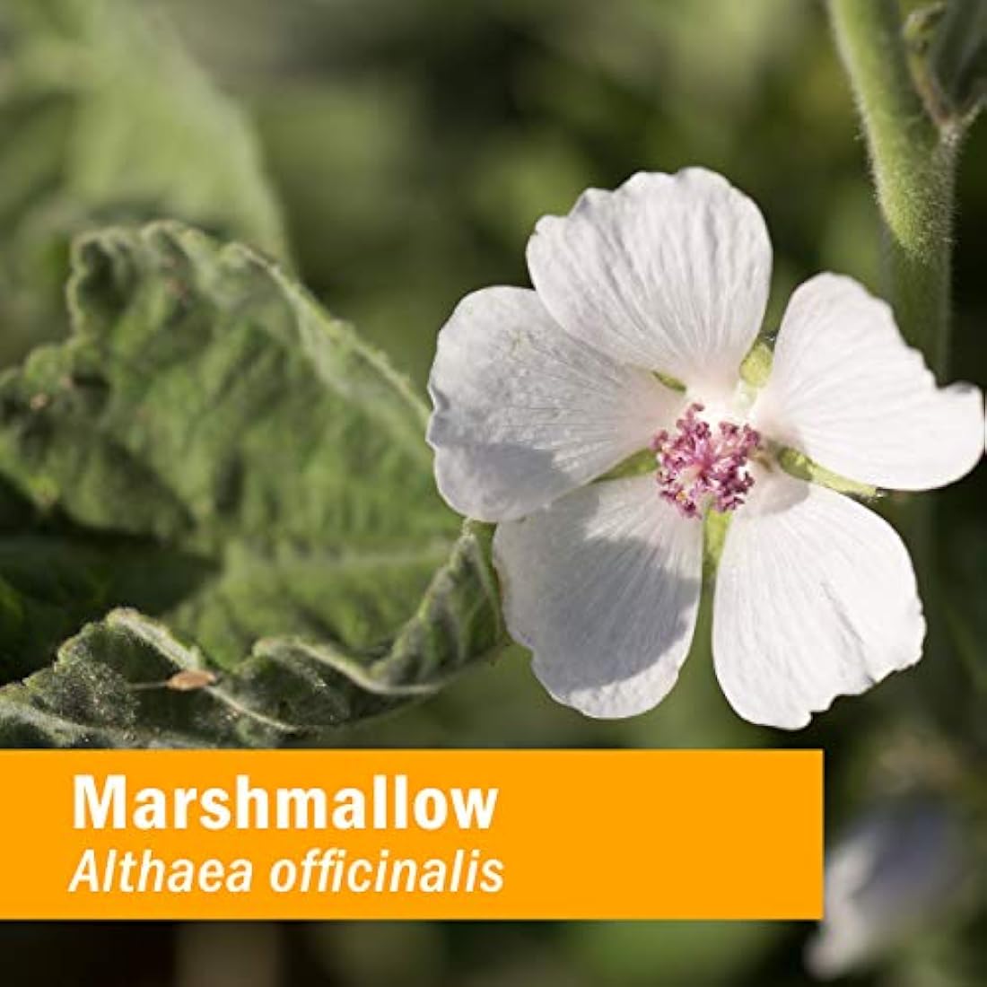 zacate Pharm Marshmallow Extracto Orgánico Certificado