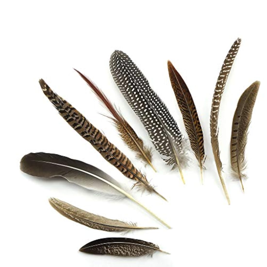 Plumas de cobayas naturales y faisán surtidas Cola de faisán