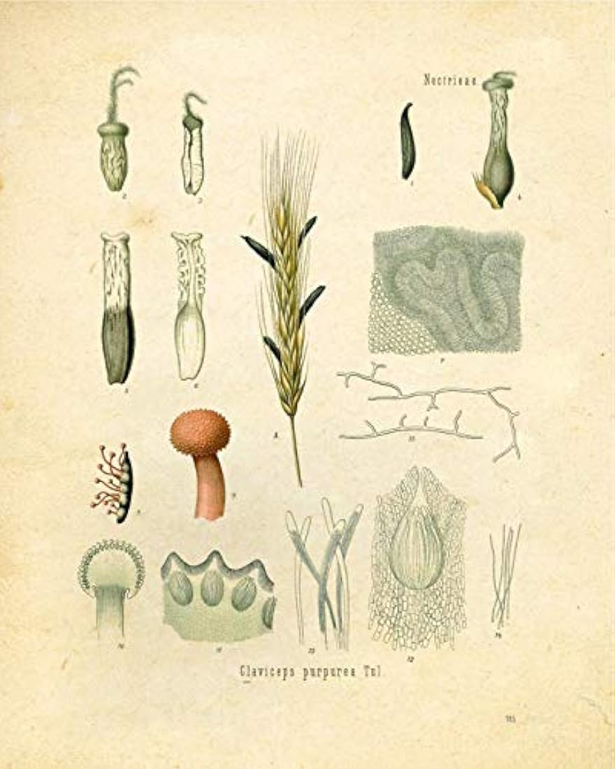 Tinta Inc. Psicodélicos Plantas psicoactivas