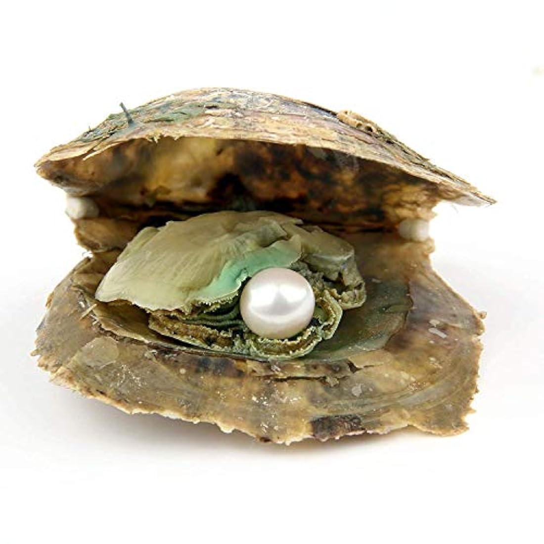 Dijes y Medallas Oyster con perlas redondas