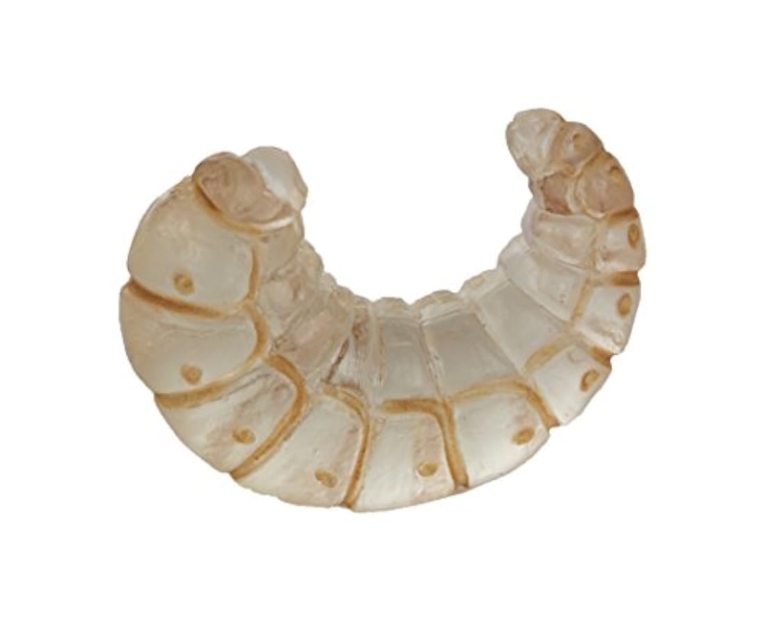 Safari Ltd - el ciclo de vida de un pollo