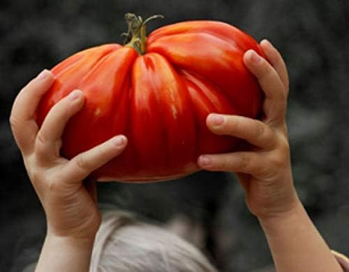 Tomate Beefsteak Giant Hercules Ruso Semillas No GMO 40 Unidades