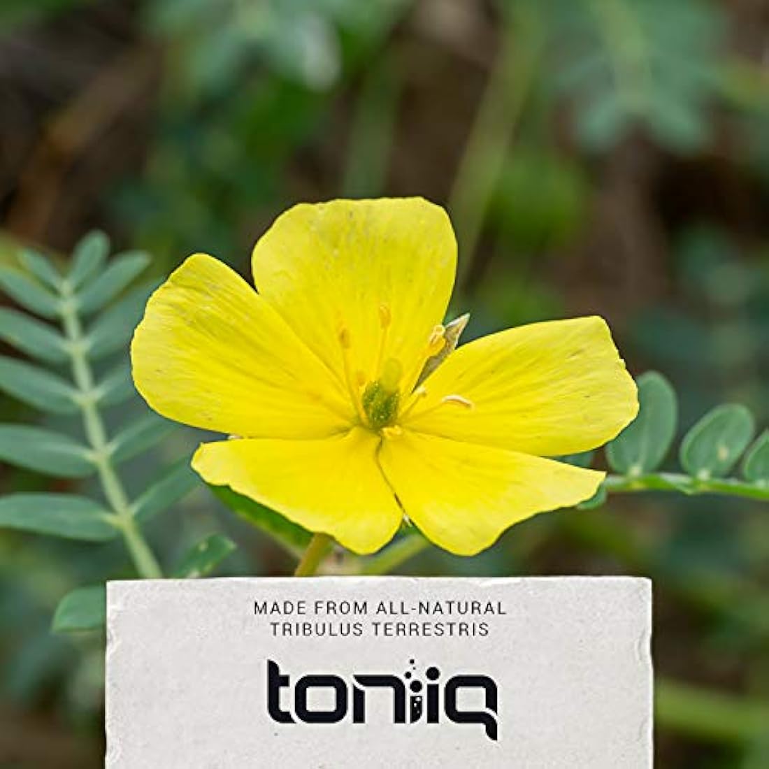 Cápsulas Tribulus de Ultra Alta Resistencia – 95% Saponinas