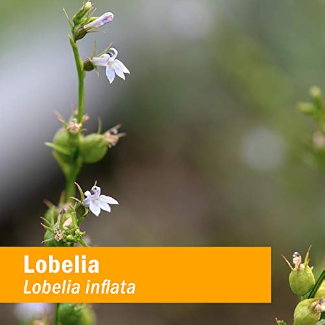 Extracto de lobelia orgánico certificado Herb Pharm