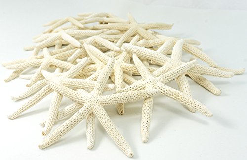 Decoracion de estrllas marinas 3' a 4