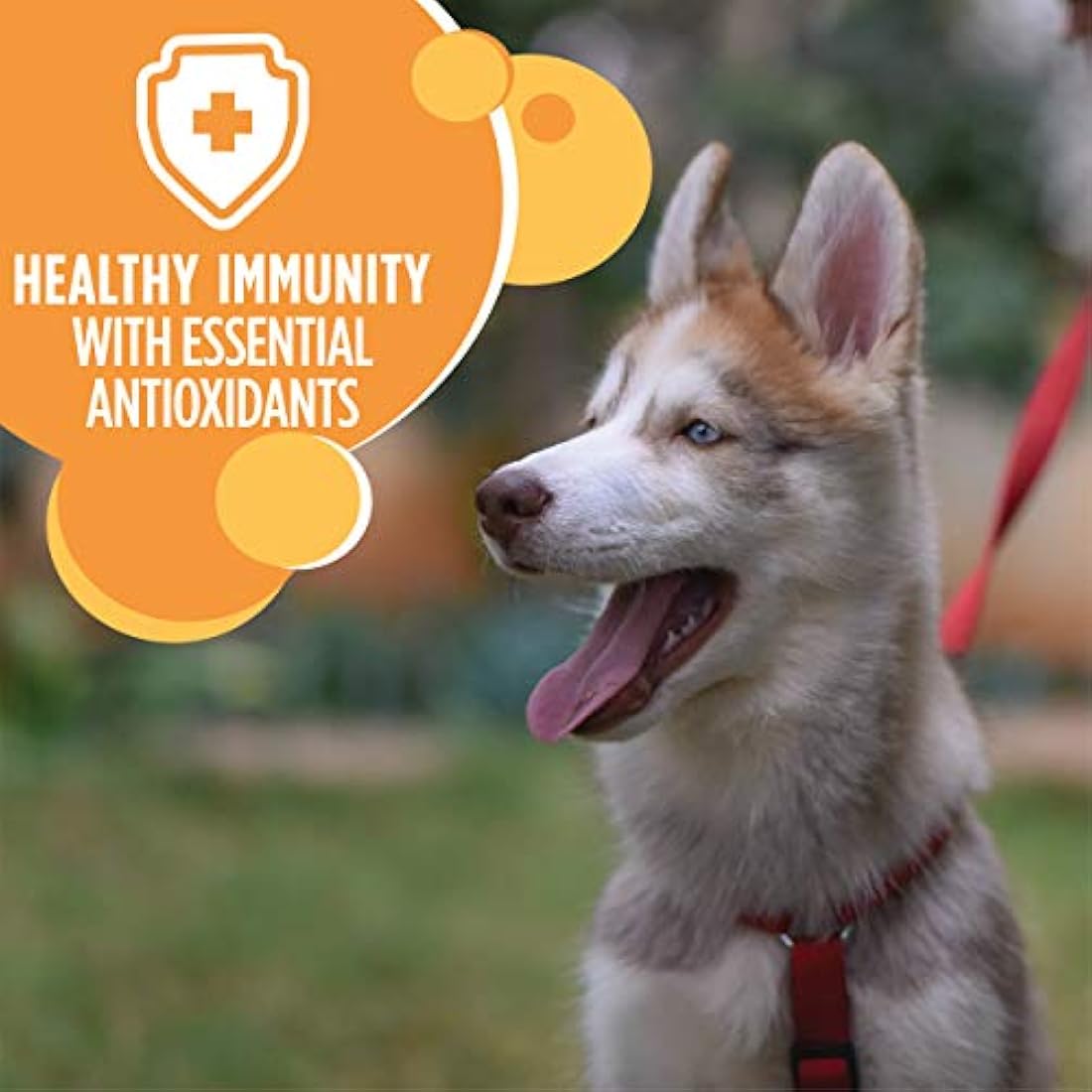 Iams Proactive Health - Alimento seco para perros