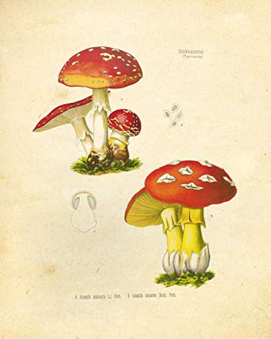 Tinta Inc. Psicodélicos Plantas psicoactivas