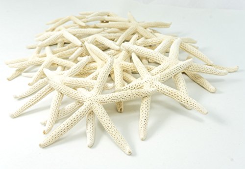 Decoracion de estrllas marinas 3' a 4