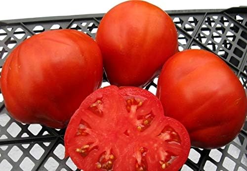 Semillas de Tomate Grande 100 lbs Non-GMO - 25 Semillas