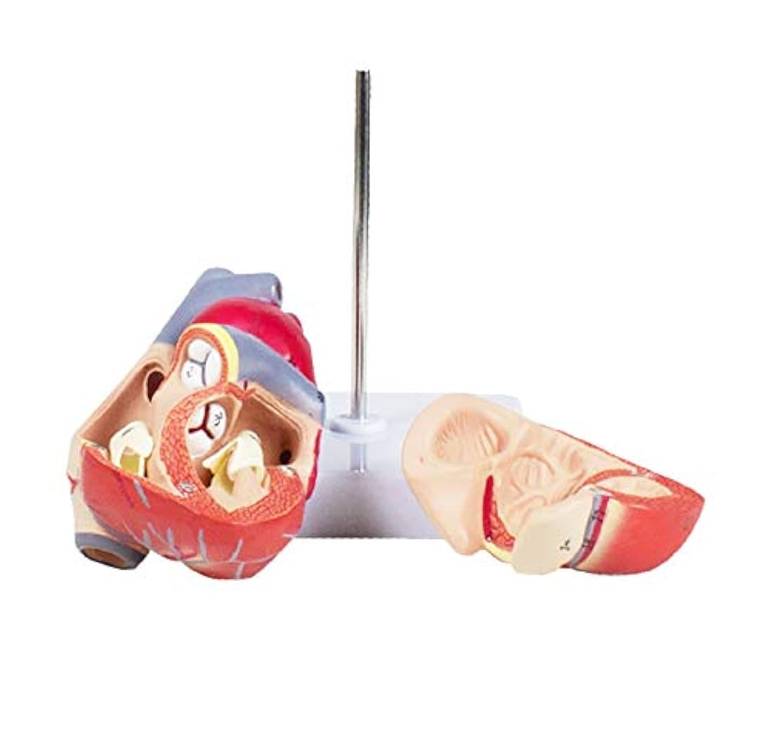 Modelo del corazón humano conectado magneticamente