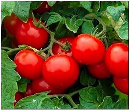 250 Semillas de Tomate Cherry | No GMO | Semillas Frescas