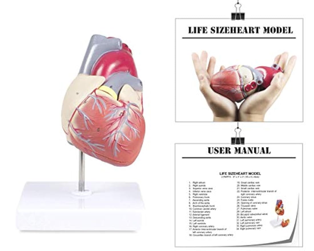 Modelo del corazón humano conectado magneticamente