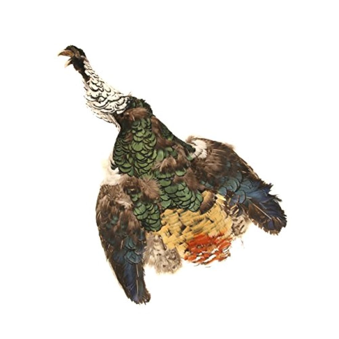 Plumas de Zucker (TM) - Lady Amherst Pelt