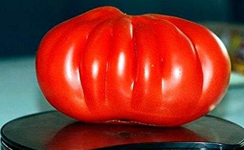 Semillas de Tomate Grande 100 lbs Non-GMO - 25 Semillas