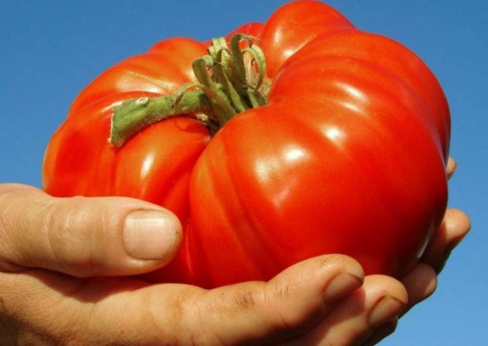 Tomate Beefsteak Giant Hercules Ruso Semillas No GMO 40 Unidades