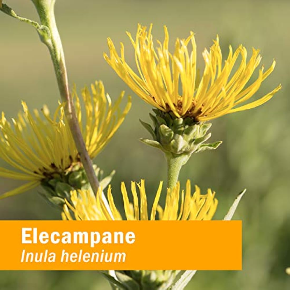 Hierbas apoyo Pharm Certificado Extracto de Inula Orgánica