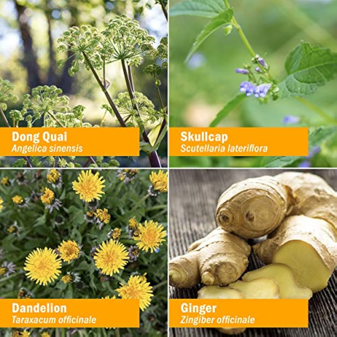 zacate Pharm PMS Comfort Fórmula Herbal para apoyo