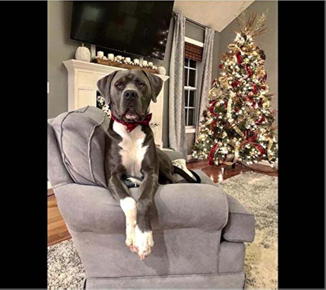 Corbatín para mascotas, perros o gatos