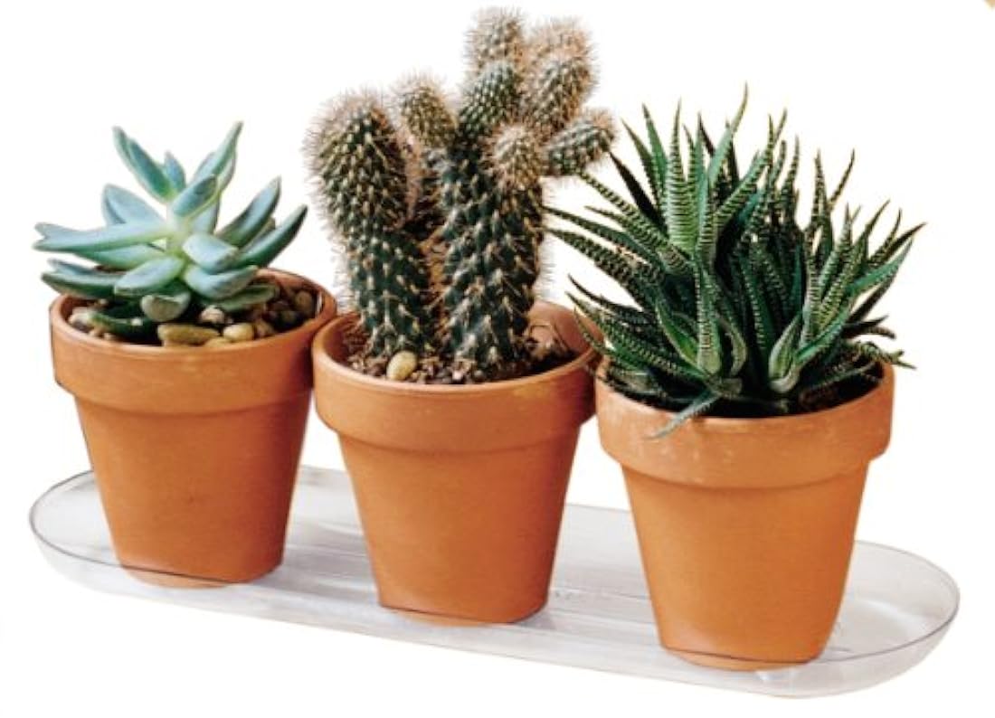 Plato ovalado, transparente, 12