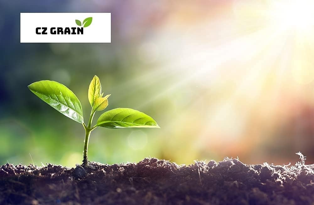 100 Semillas de Rosa Trepadora - Crecimiento Asombroso