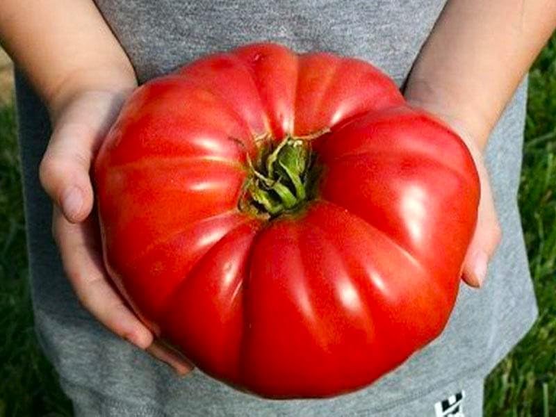Semillas de Tomate Grande 100 lbs Non-GMO - 25 Semillas