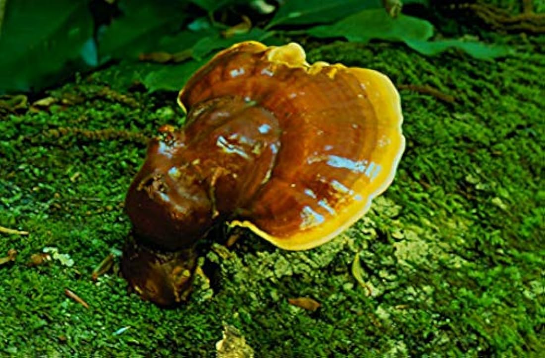 Profundo salud – 120 – cápsula