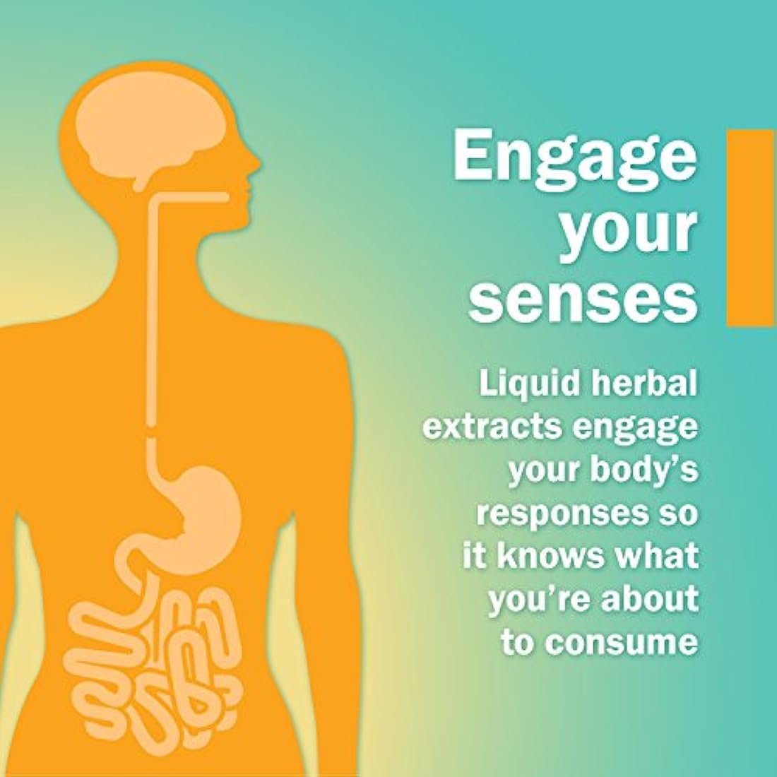 Extracto de semillas de cerdas Herb Pharm