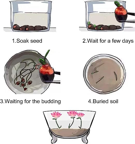 10pcs Semillas de Loto para Plantar - Acuáticas, No GMO