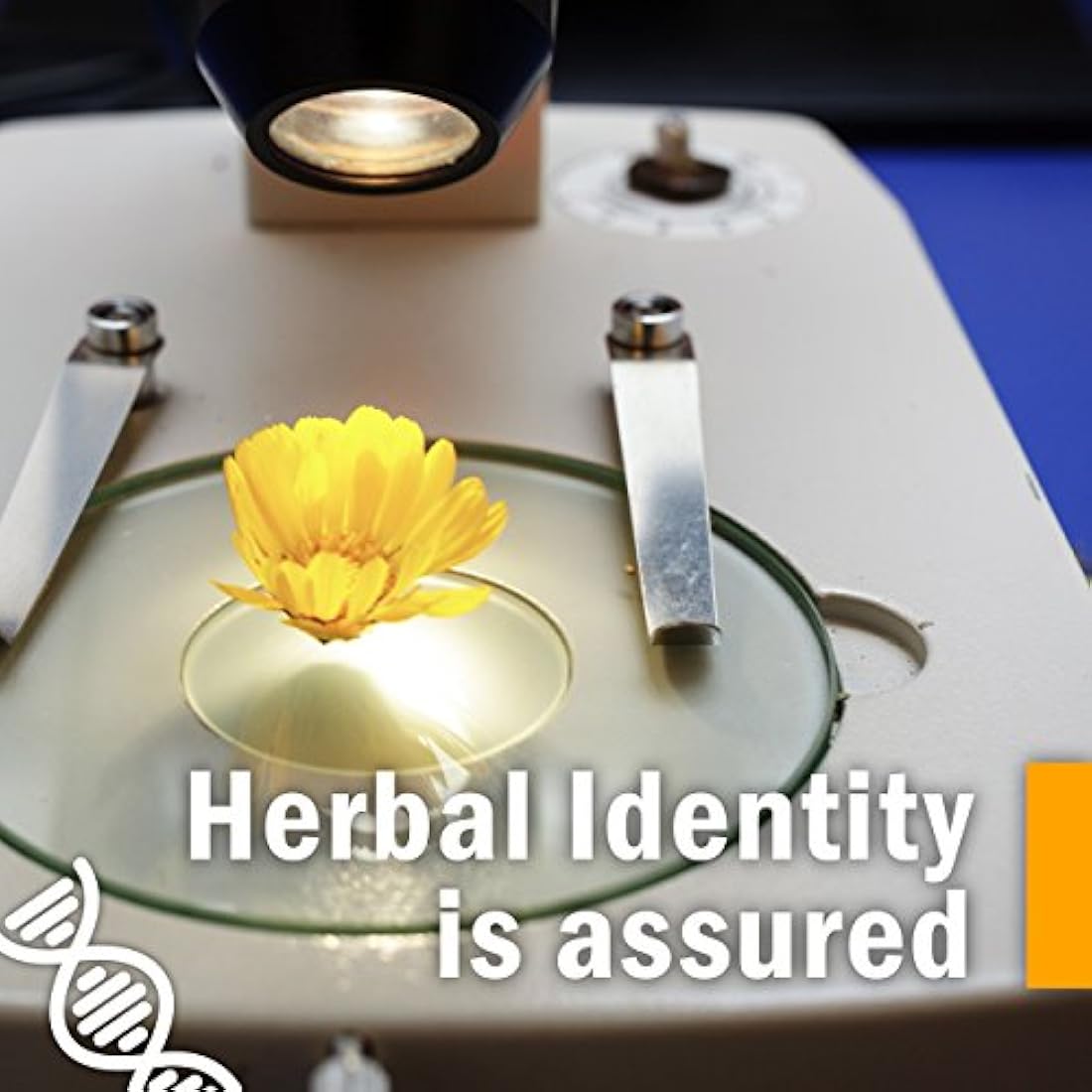 Extracto de semillas de cerdas Herb Pharm