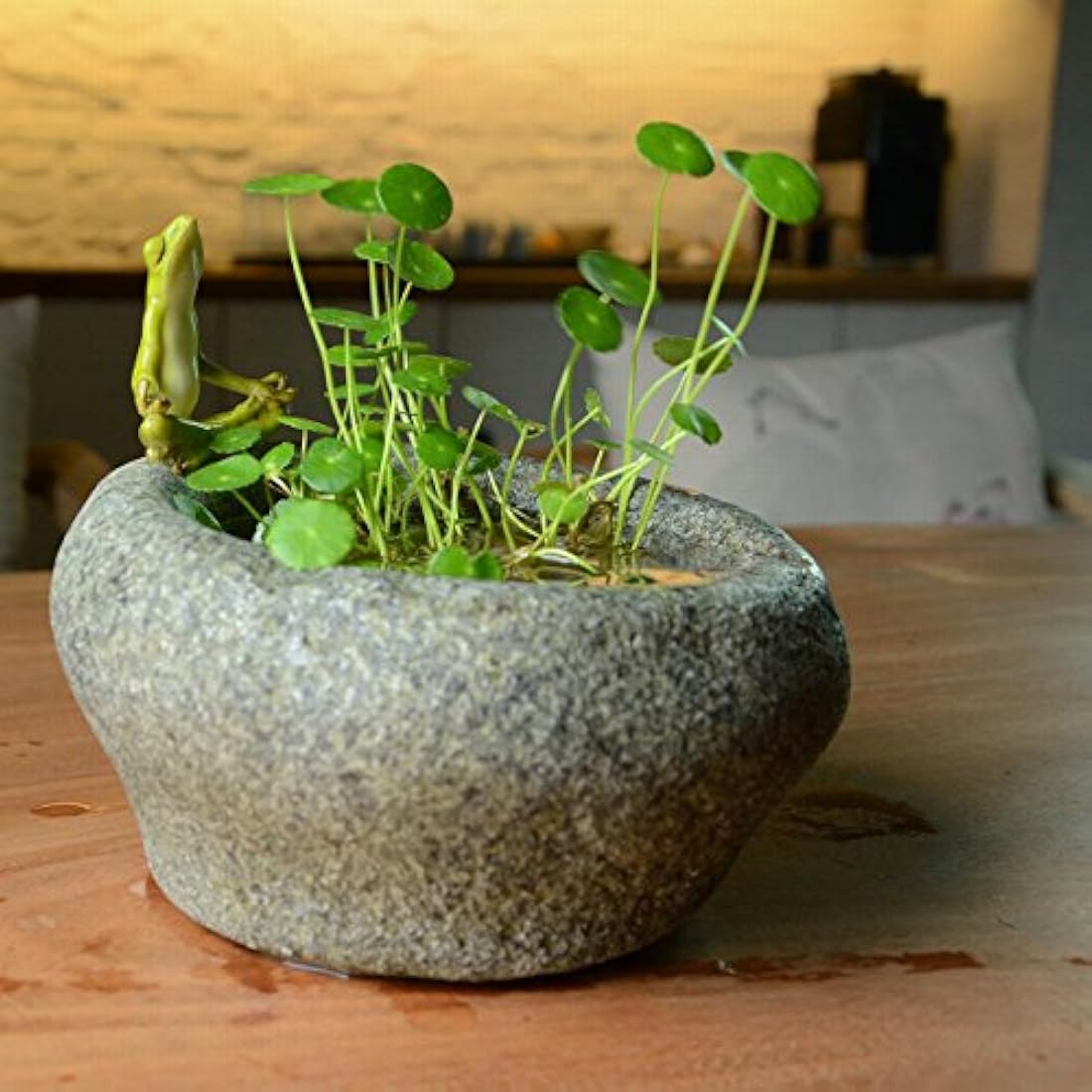 Colección Garden Rana meditando sobre funcional maceta