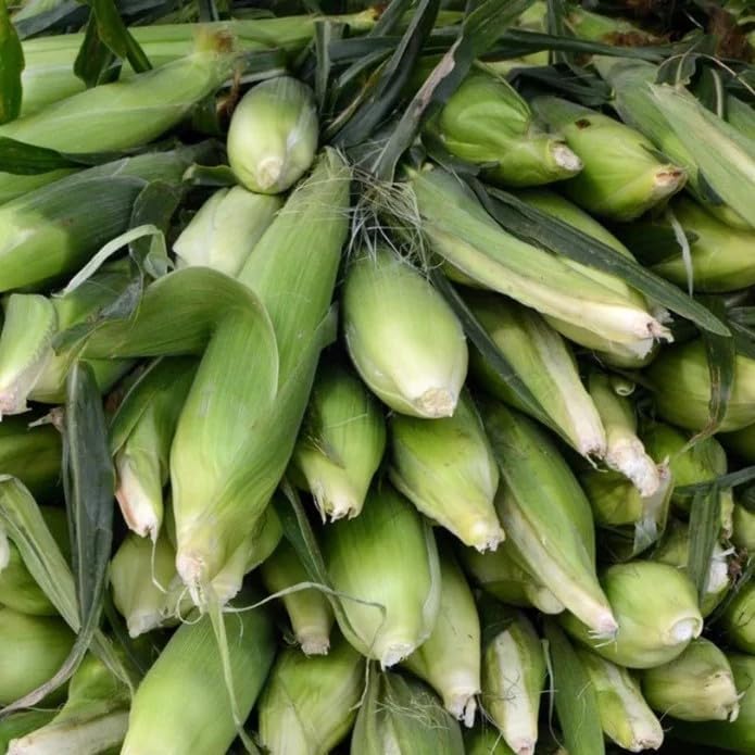 Semillas de maíz dulce - Heirloom, Non-GMO, 30 piezas